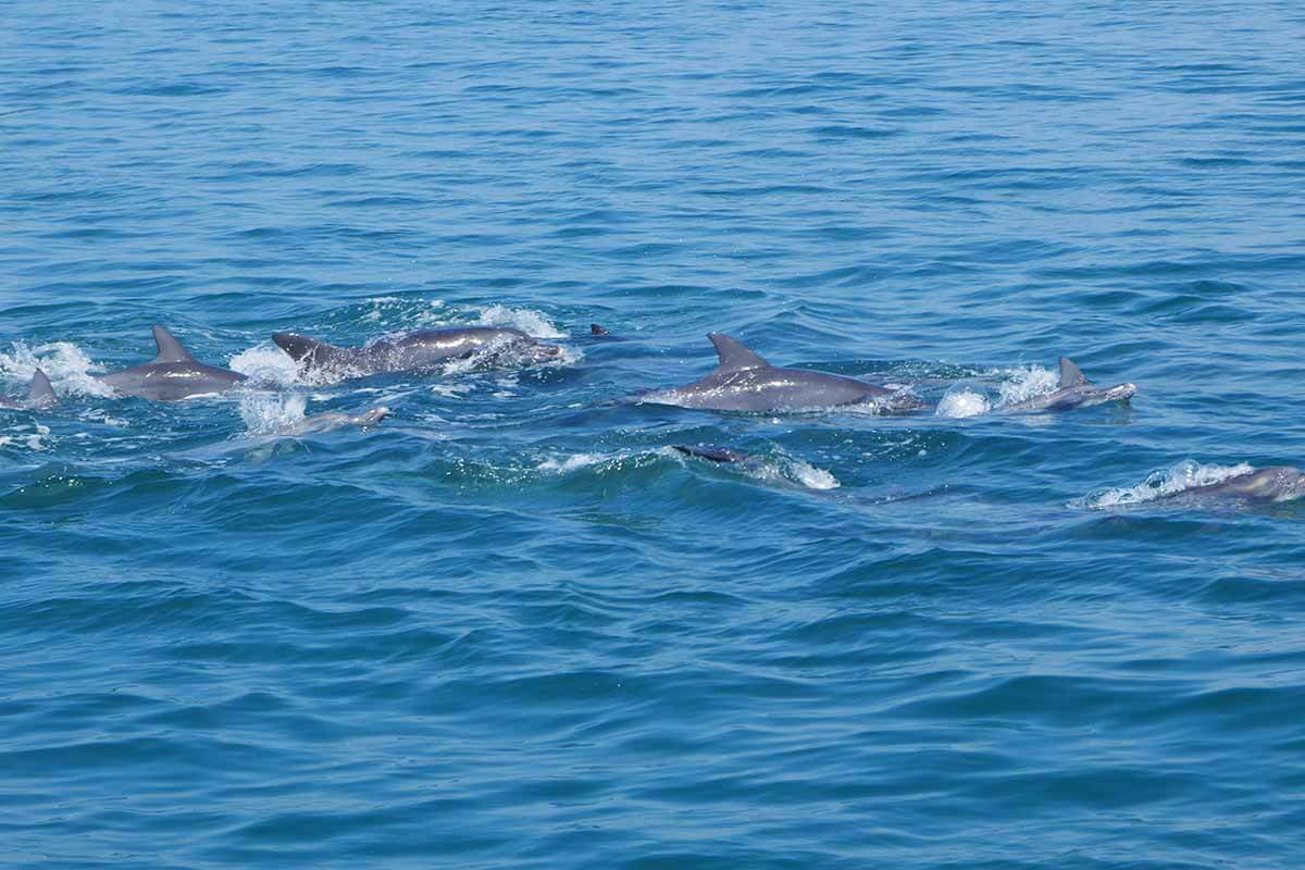 宿泊プラン 公式 あまくさ温泉ホテル 四季咲館 宿泊プラン 公式 あまくさ温泉ホテル 四季咲館